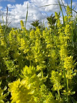 Close-up macro photograph of smooth bedstraw wildflowers glowing in warm summer sunlight with soft bokeh background, vibrant yellow blooms and natural meadow habitat.