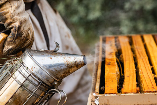 Beekeeper using smoker next to beehive frames