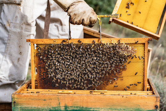 Beekeeper inspecting honeycomb full of bees