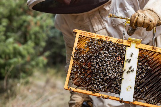 Beekeeper inspecting a vibrant honeybee hive