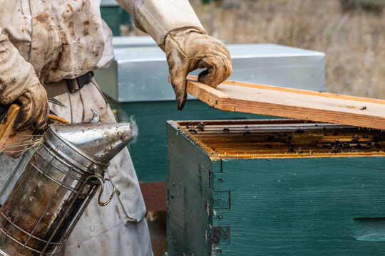 Beekeeper working with wooden hive and smoker tool