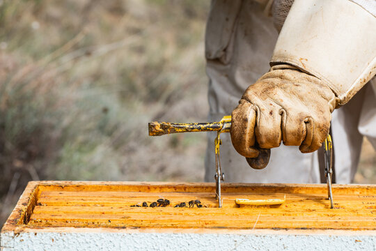 Beekeeper inspecting hive for honey production