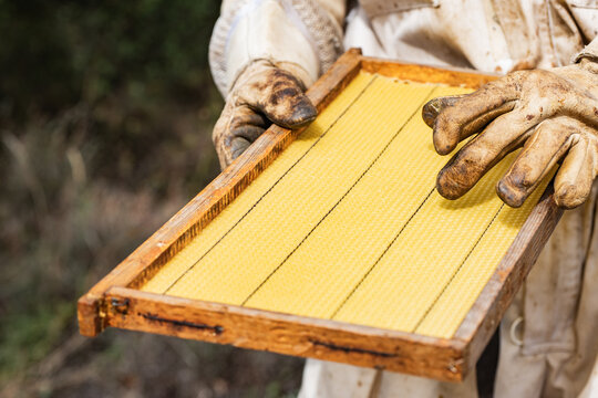 Beekeeper handling a honeycomb frame