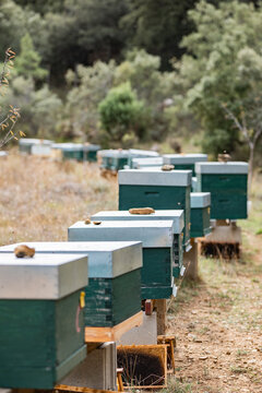 Beehives in a scenic outdoor apiary setting