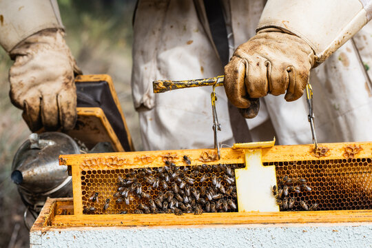 Beekeeper inspecting hive with bees and honeycomb