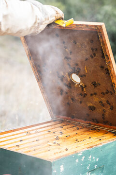 Beekeeper inspecting a wooden hive box with bees