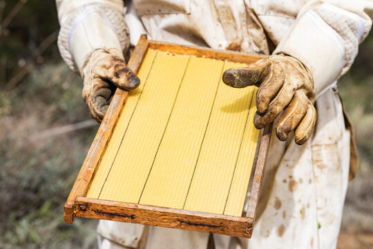 Beekeeper holding wax frame in protective gear