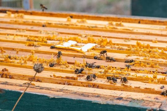 Bees gathering on honeycomb frames in beekeeping setup