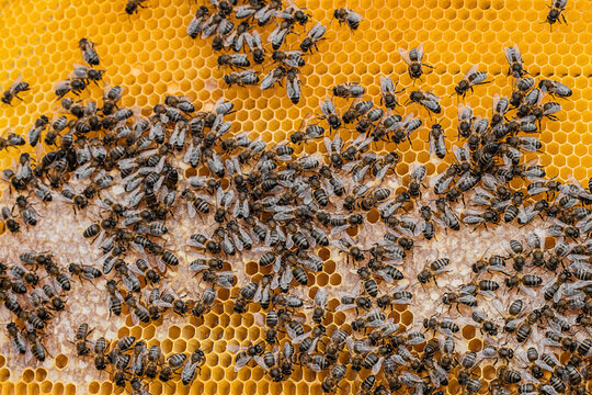 Honey bees on busy honeycomb during beekeeping season