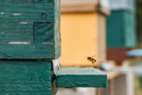 Honeybee approaching a beehive in close-up view