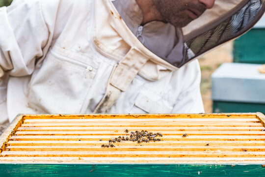 Beekeeper inspecting hive for healthy bee activity