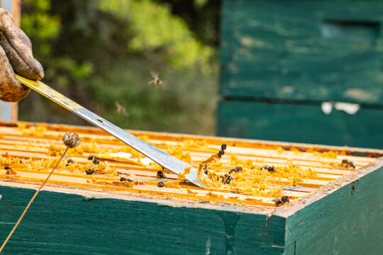 Beekeeper inspecting honeycomb frame in apiary