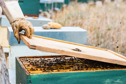 Beekeeper harvesting honey from a vibrant hive
