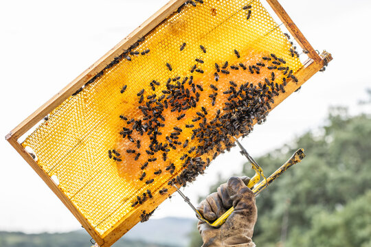 Beekeeper holding honeycomb full of bees