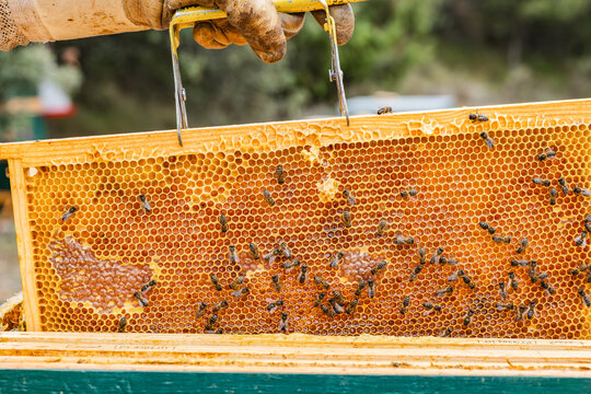 Beekeeping and honey production in a vibrant hive