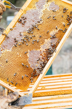 Beekeeper inspecting honeycomb frame with bees