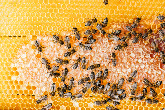 Honeybees on honeycomb in vibrant beekeeping scene