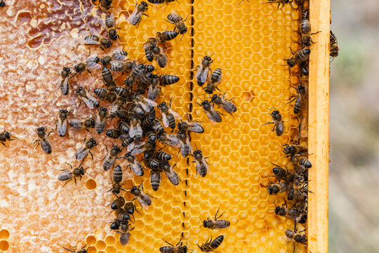 Honeybees on a beehive honeycomb during beekeeping process
