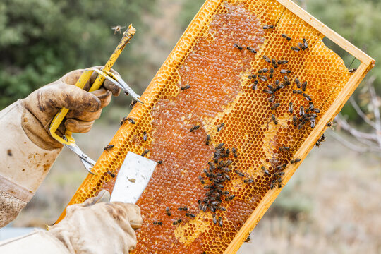 Beekeeper inspecting honeycomb full of buzzing bees