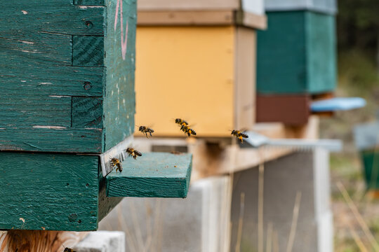 Beekeeping and active honeybees near colorful hives