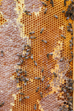 Honeycomb full of bees in a beekeeping environment