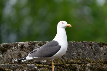Fototapeta premium Lesser Black-backed Gull Perched on Stone Wall