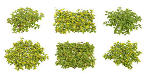 Obraz premium Collection of Lysimachia plants on transparent background