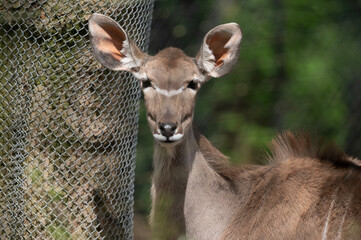 Greater Kudu Portrait © Morten