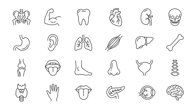 Human body parts vector set icon collection