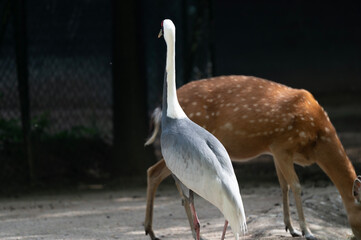 Obraz premium Elegant Red-Crowned Crane and Sika Deer in Hamburg