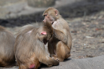 Obraz premium Baboon Grooming