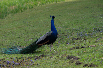 Obraz premium Majestic Indian Peafowl in Spring Meadow