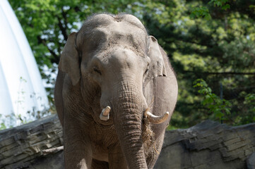 Fototapeta premium Majestic Asian Elephant at the Zoo