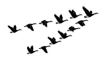 Flying goose V formation simple 2D motion graphic vector illustration © Md