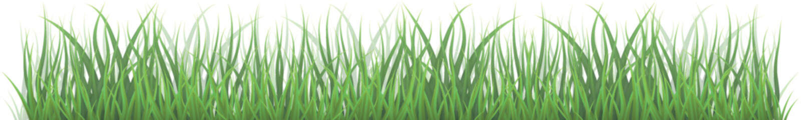 Fototapeta premium Green Grass. Grass isolated on white background, vector illustration