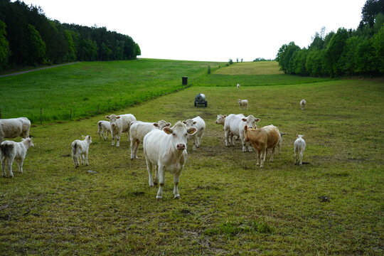 The animals in the selected area are Charolais cattle, a French beef cattle breed. They are distinguished by their solid white or cream-colored coats.  
Kelheim - Bavaria, Germany.