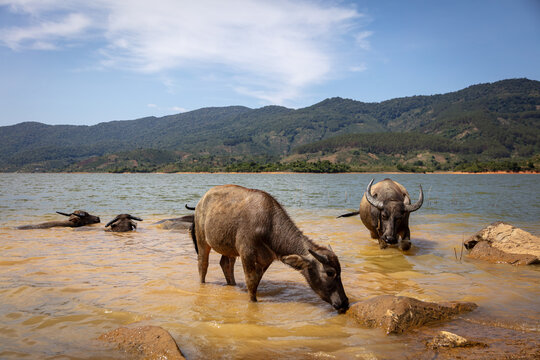 buffalo in the water 
