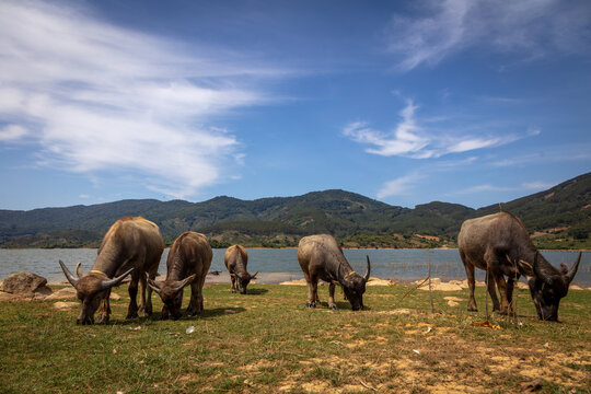 buffalo in the water 