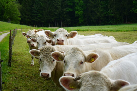 The animals in the selected area are Charolais cattle, a French beef cattle breed. They are distinguished by their solid white or cream-colored coats.  
Kelheim - Bavaria, Germany.