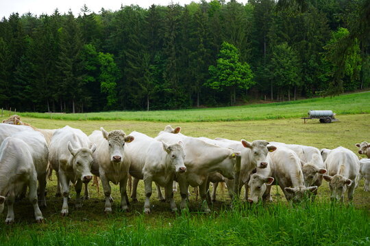 The animals in the selected area are Charolais cattle, a French beef cattle breed. They are distinguished by their solid white or cream-colored coats.  
Kelheim - Bavaria, Germany.