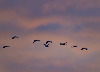 Fototapeta premium Flock of birds, Common Crane, migration in Hortobagy National Park, UNESCO World Heritage Site, Puszta is one of largest meadow and steppe ecosystems in Europe, Hungary