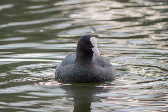 Bird gliding on serene lake surface in natural setting