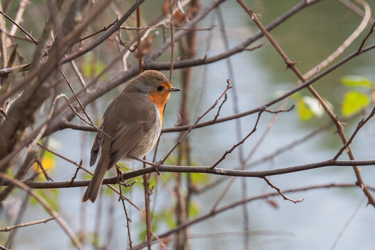 Small bird resting on a branch by the water