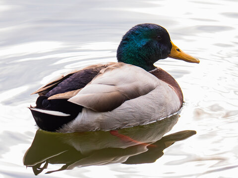 Beautiful male duck gliding on serene water surface