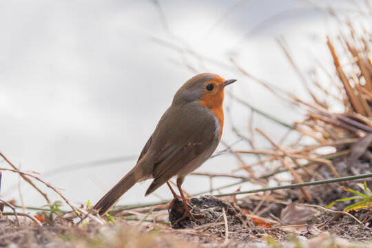 European robin perched in natural habitat