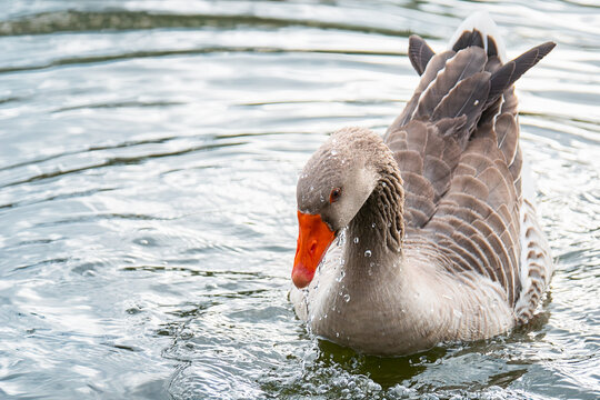 Gray goose gracefully gliding on peaceful lake