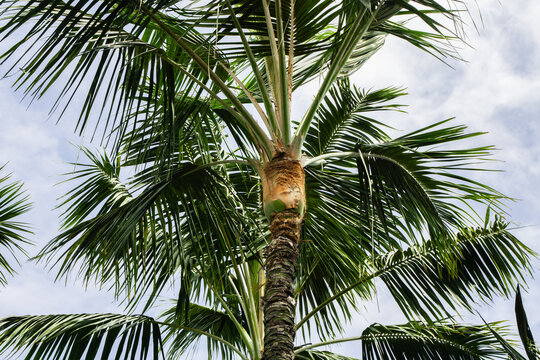 Palm tree fronds against cloudy sky in tropical breeze