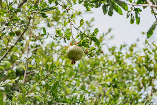 Young fruit tree with single pomegranate in green foliage