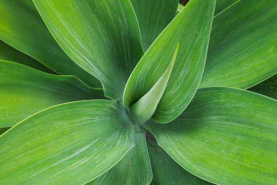 Close-up of broadleaf ornamental plant rosette foliage