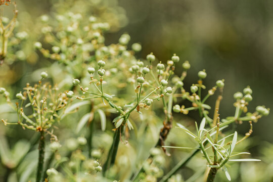 Wild fennel buds and umbels in soft natural light